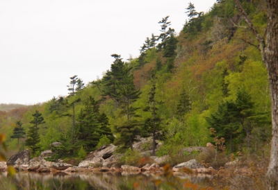 [Multiple types of trees --some evergreen and some leaf-bearing-- growing along a hillside by a lake.]